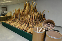 Almost 30 tons of confiscated ivory will be incinerated as part of Hong Kong Government’s commitment to fighting illegal wildlife trade. 